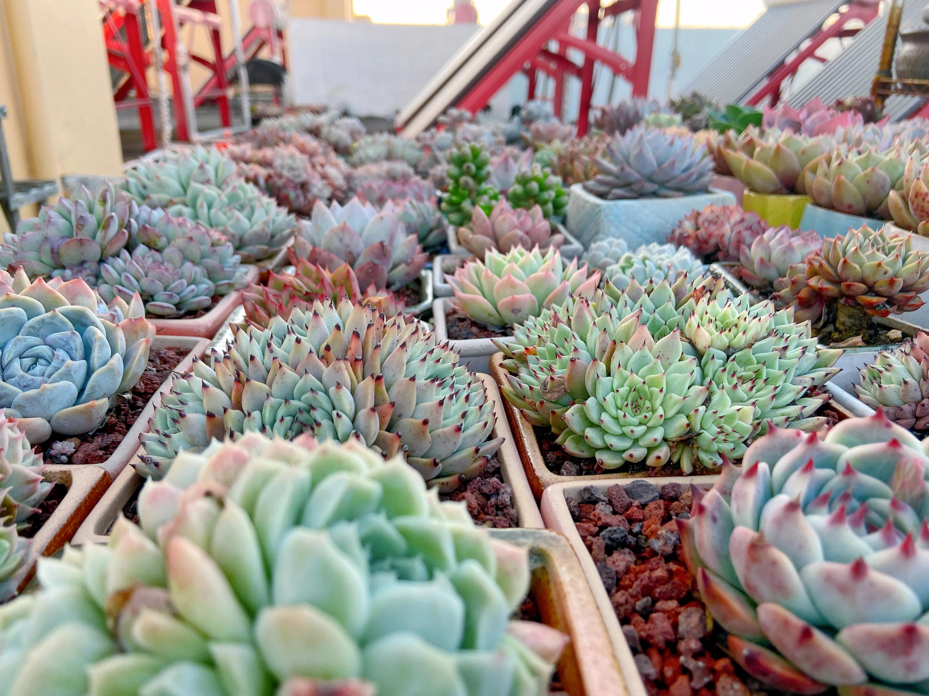 多肉被雪冻了怎么办,多肉被太阳晒得发白了怎么补救