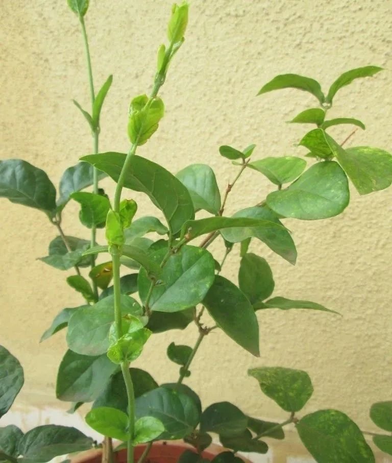 茉莉花怎么养迅速开花,茉莉花如何养开花不断