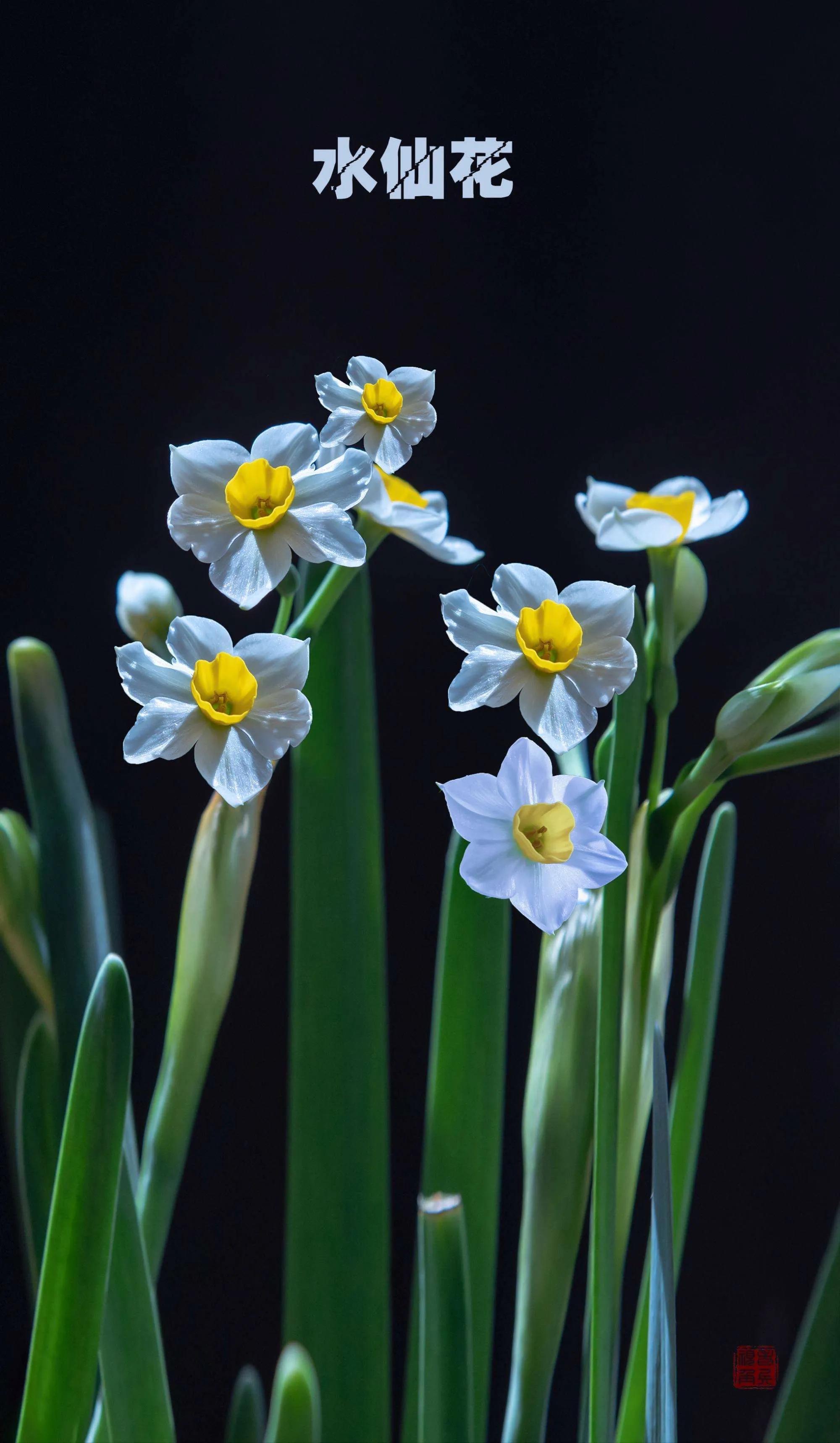 十二星座的本命花全集,十二星座本命神兽