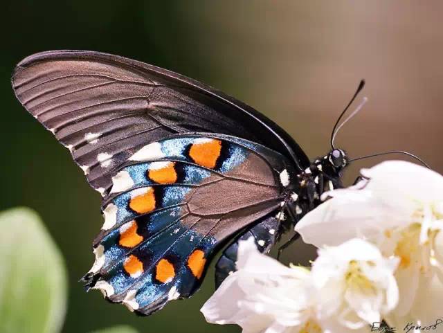 分享——自然界最美丽的蝴蝶,优美的身姿,轻盈的体态飘舞花丛中