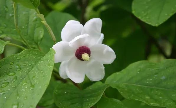 辽宁本溪市,辽宁本溪市共享租赁项目加盟电话