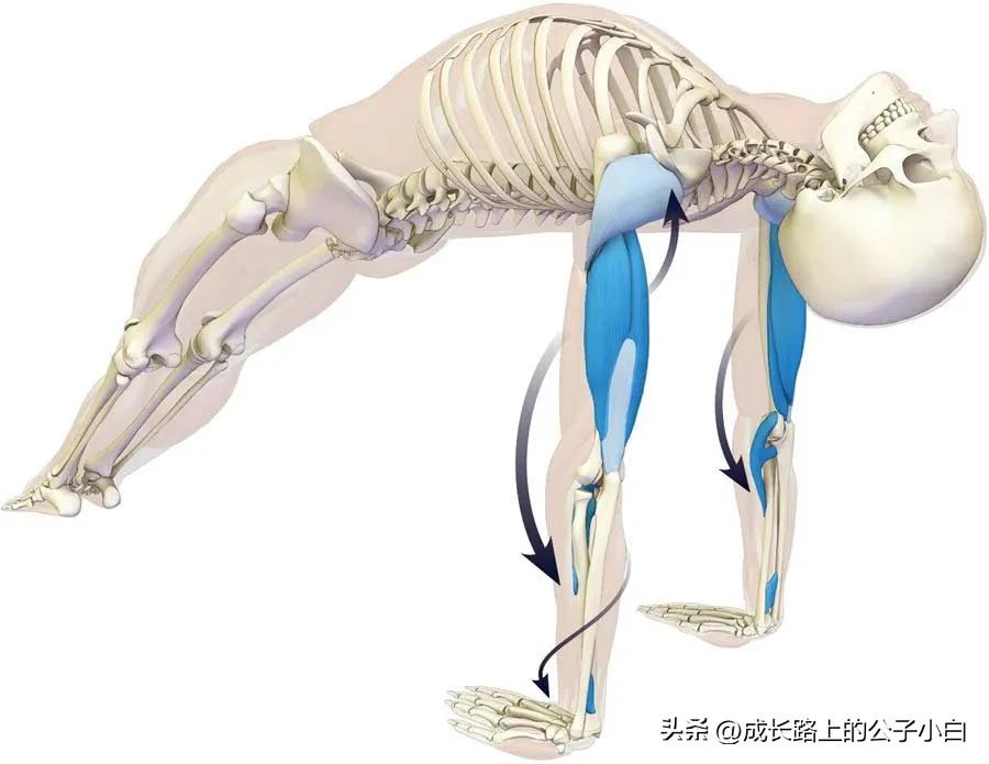 瑜伽解剖体式图解,瑜伽解剖体式讲解