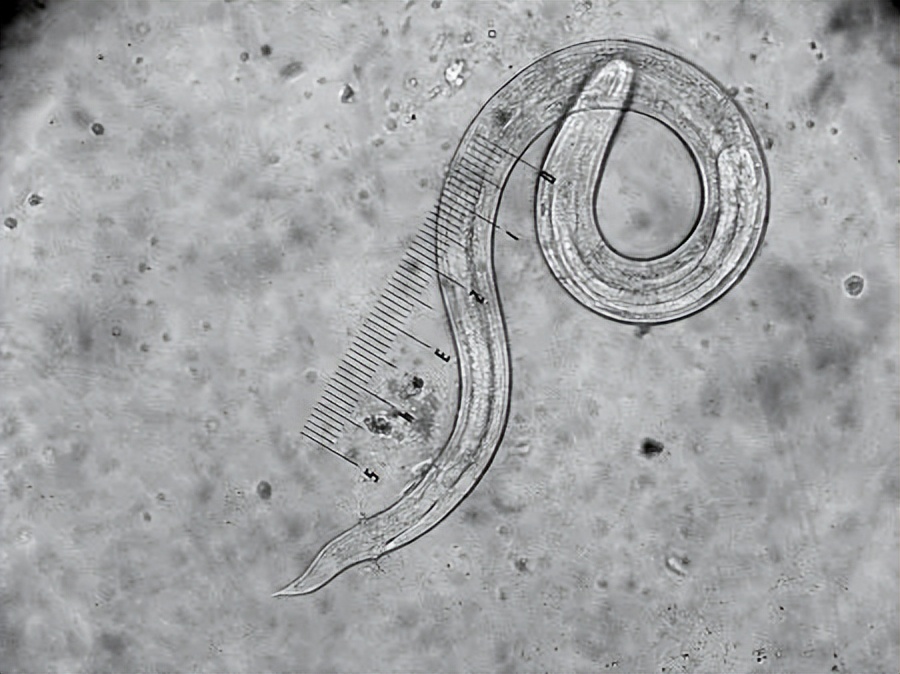 福寿螺的卵泛滥成灾视频,福寿螺产卵泛滥成灾