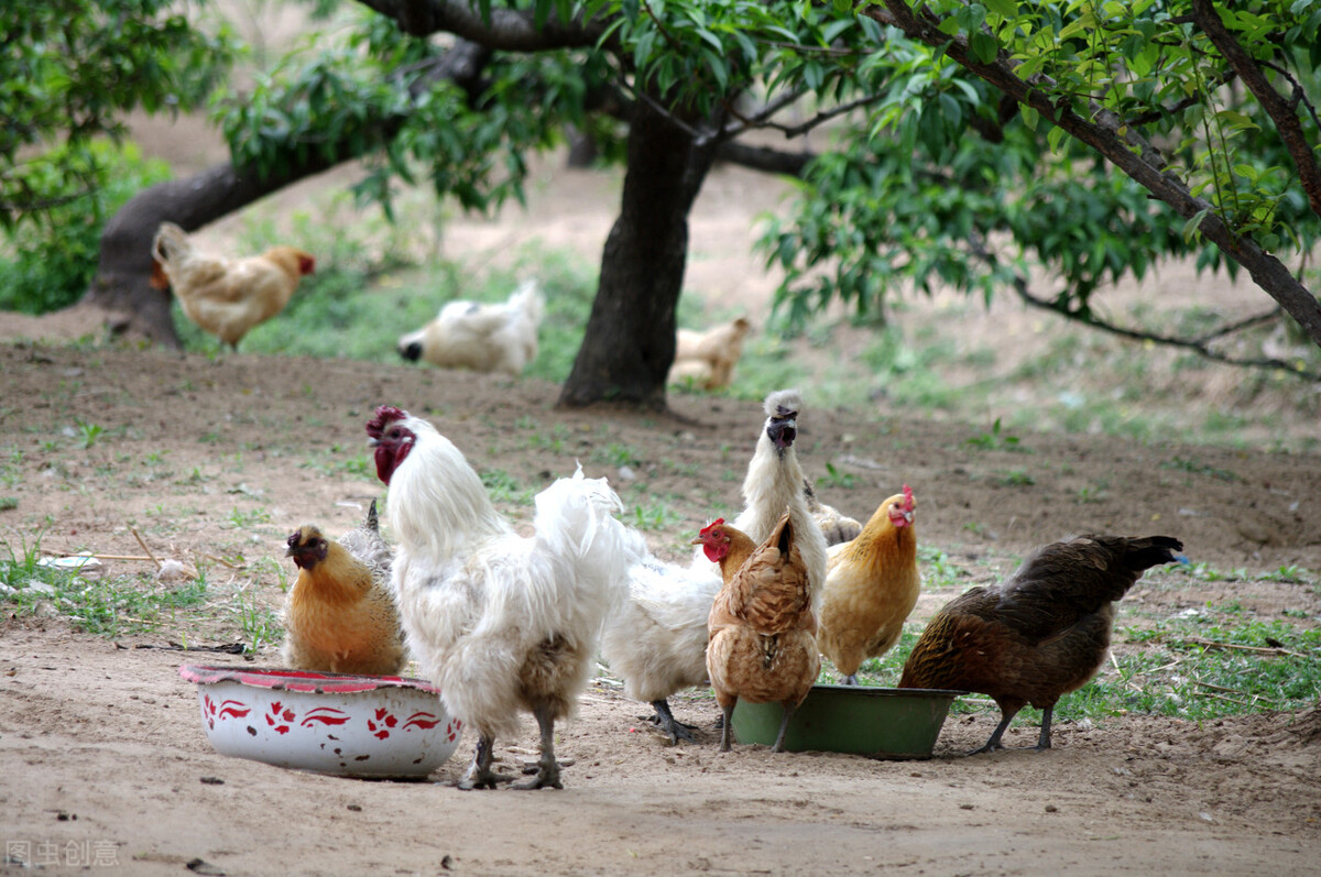 鸡过料拉稀吃什么药好得快,鸡腹部肿胀拉稀是怎么回事
