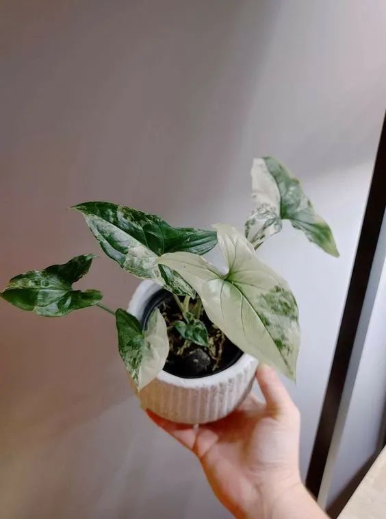 特别小众的4种室内观叶植物，容易养好，颜值高，但很少人了解