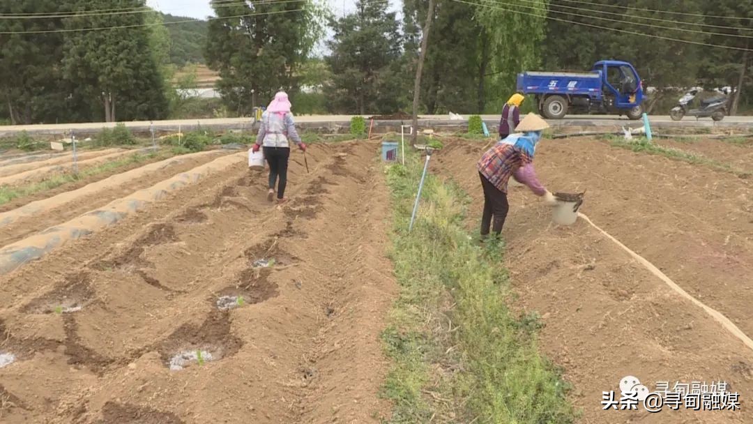 七星镇：烤烟移栽奏响烟农增收“前奏曲”