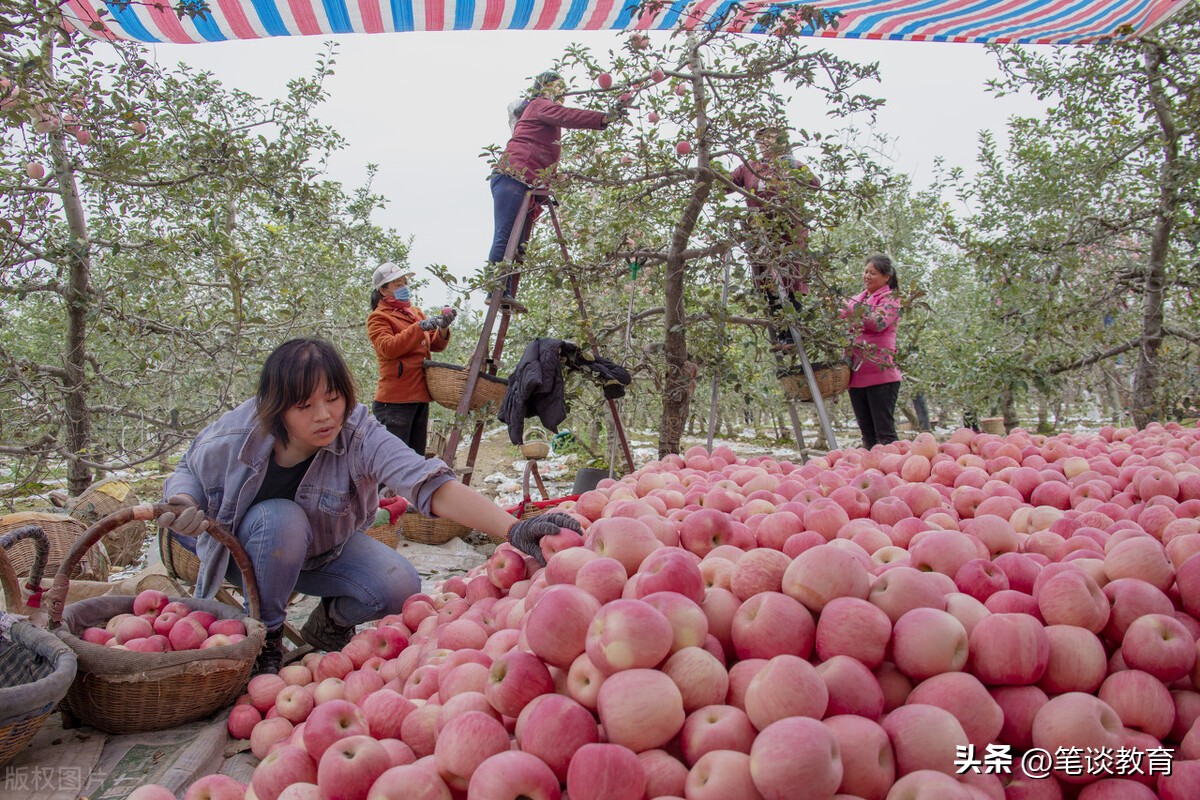 超市的苹果一般多少钱,超市里苹果的单价多少元