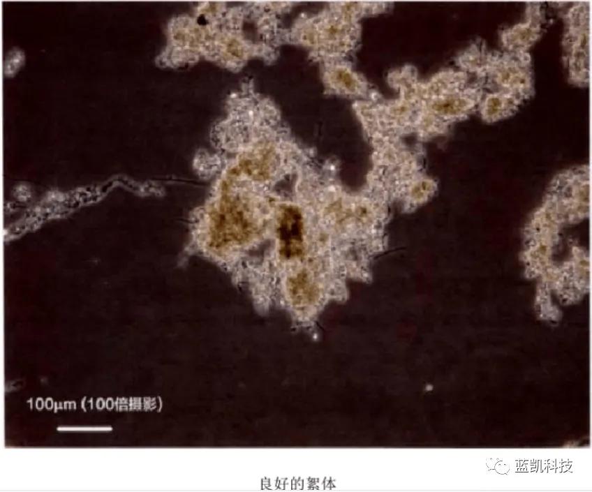 活性污泥中微生物的观察,活性污泥微生物镜检取样