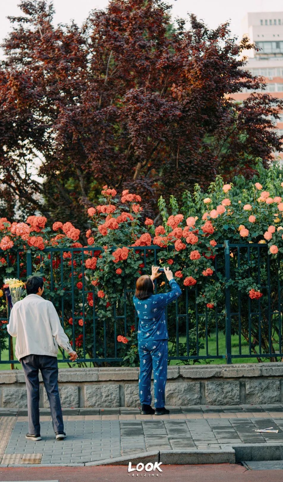 北京居庸关花海栈道,北京四季花海景区