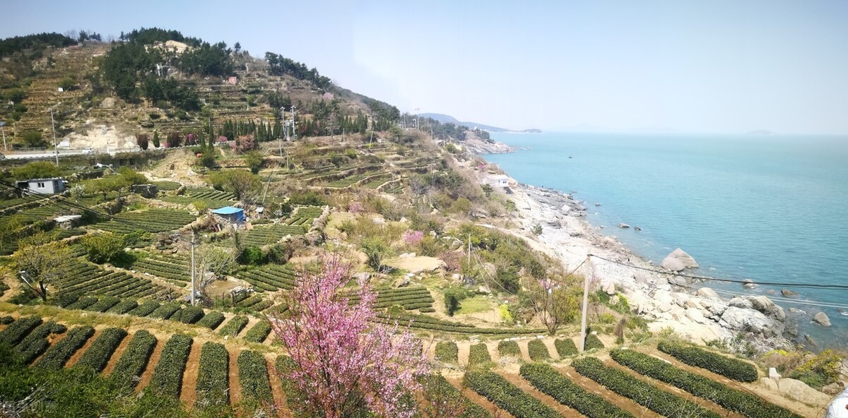 崂山绿茶和日照绿茶的图片,崂山绿茶和日照绿茶哪个出名