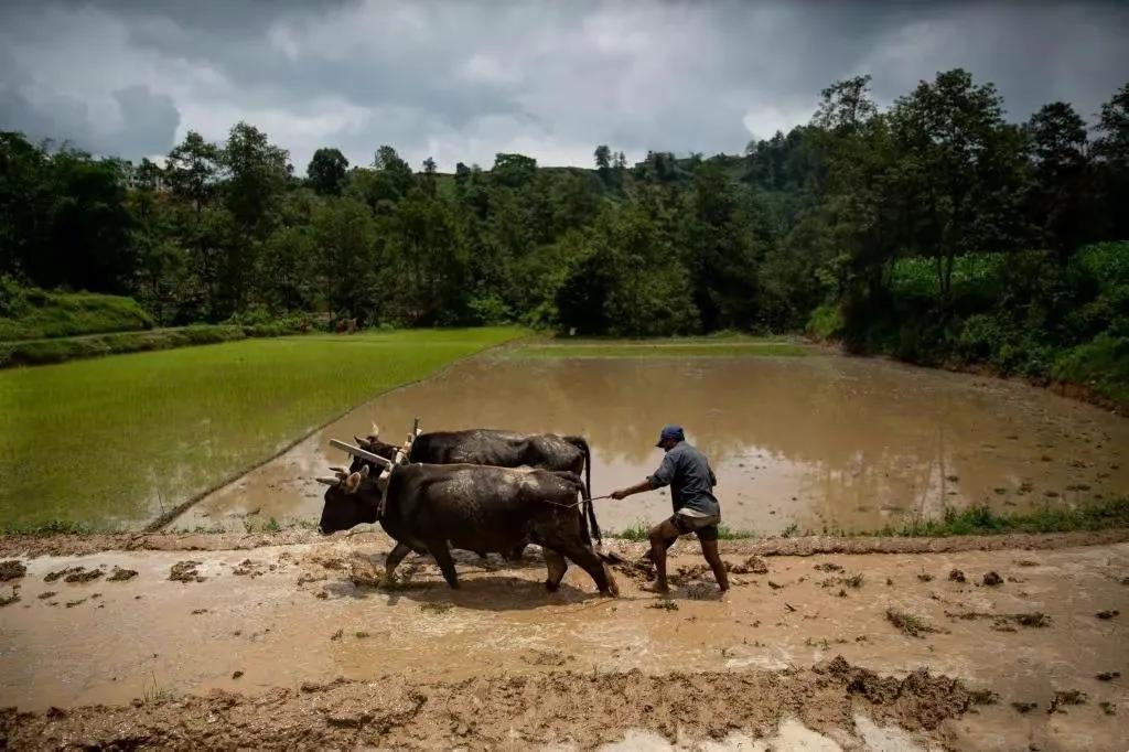 尼泊尔高山集市,尼泊尔被称为高山之国