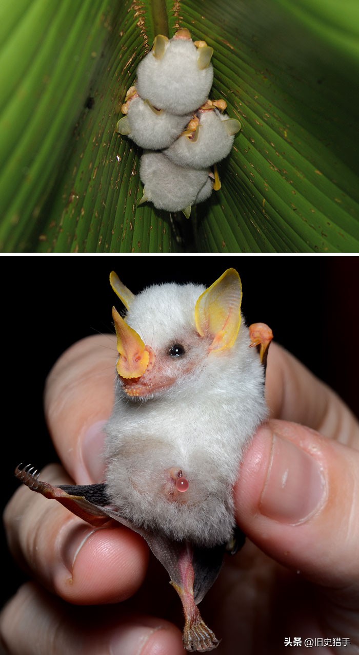 真实存在的十大奇怪动物,历史上无法解释的十大超自然动物