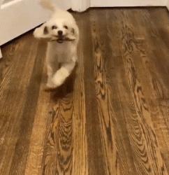 狗狗全身趴地对你摇尾巴,狗狗为什么会摇尾巴