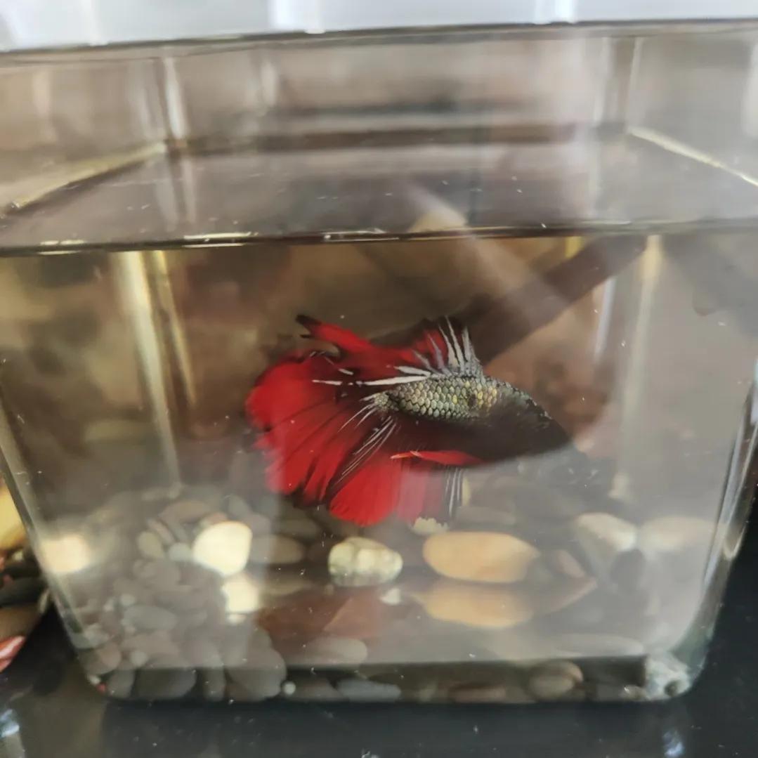 斗鱼新手入门攻略,斗鱼新手如何养