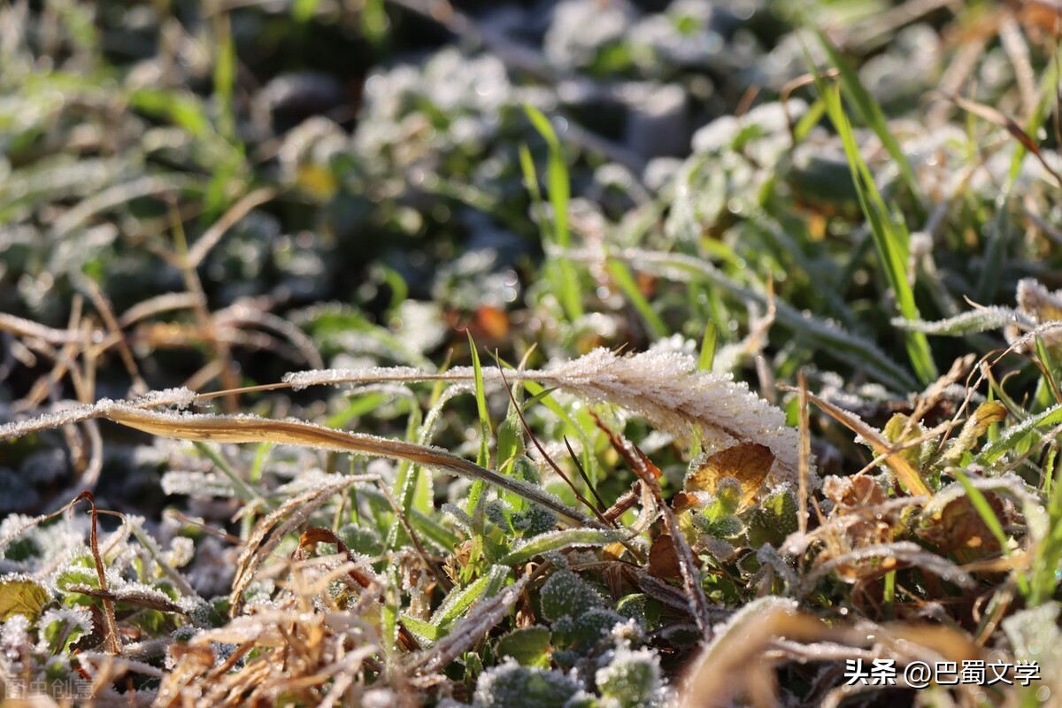 冬天的野草的散文,散文冬天