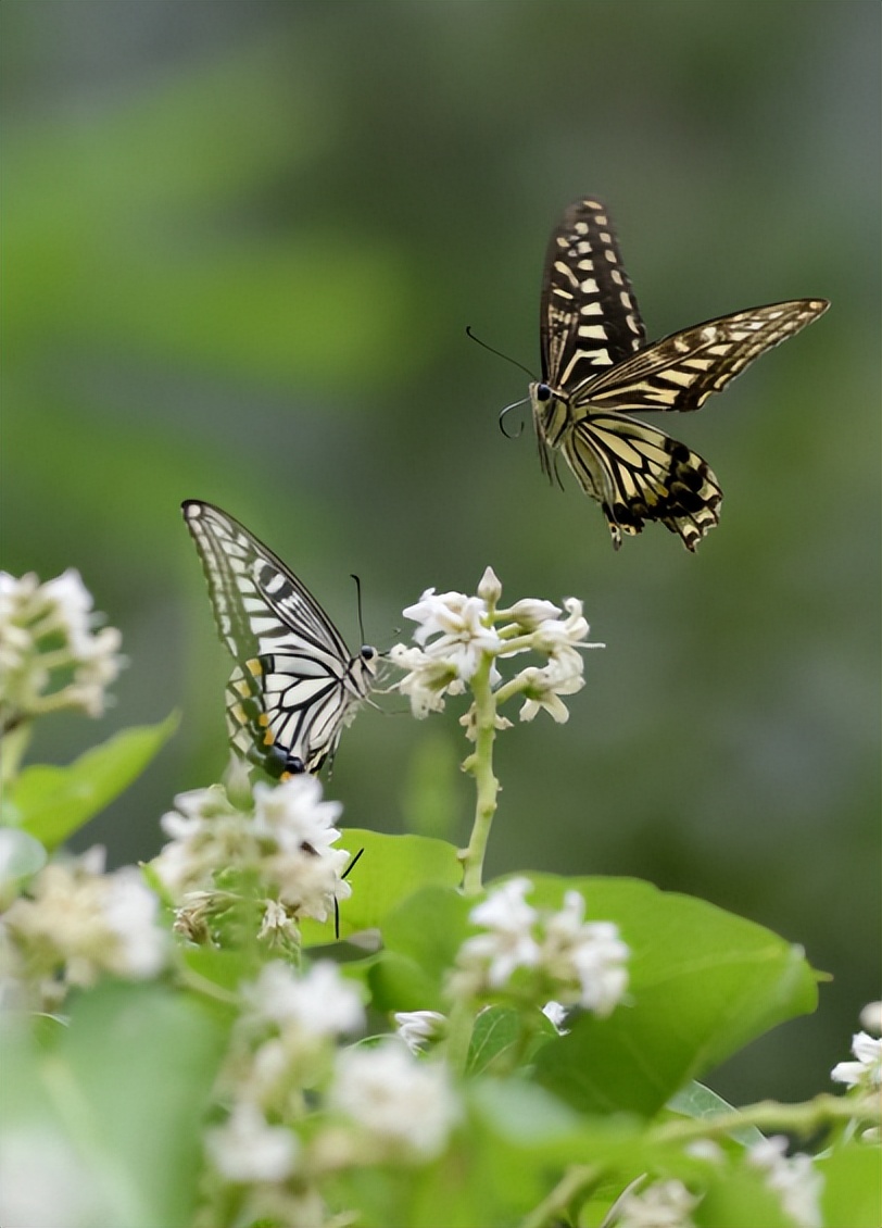 带有蝴蝶的诗句有哪些,关于蝴蝶的诗词大全