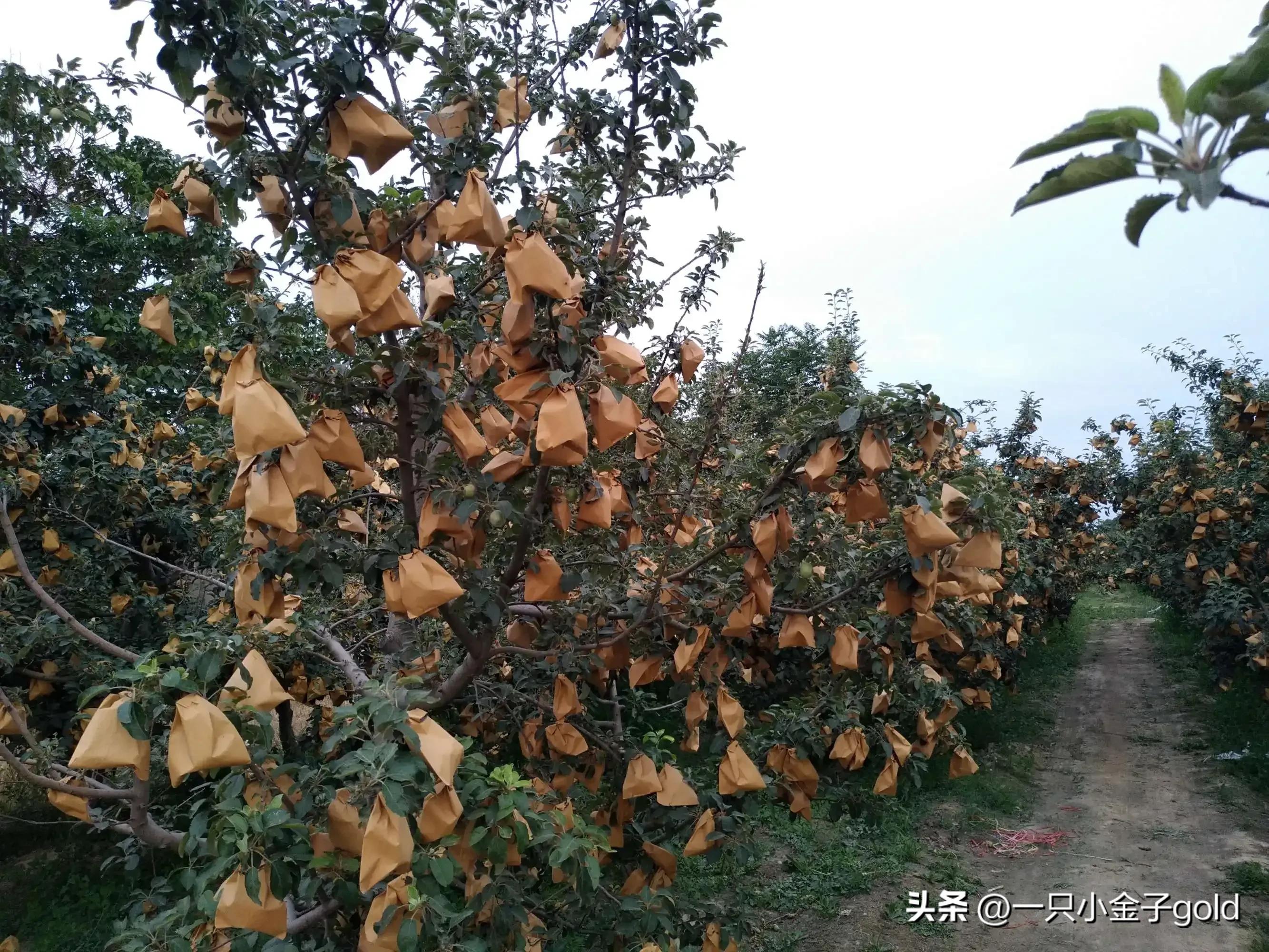 吉县有机红富士苹果,吉县农产品红富士苹果