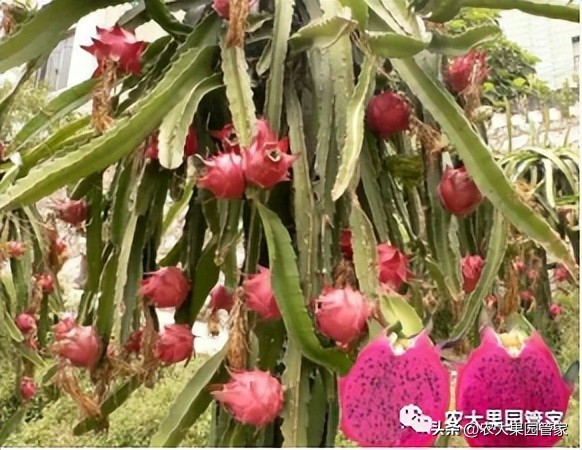 优质果树苗木品种介绍,最好的新品种苹果苗木