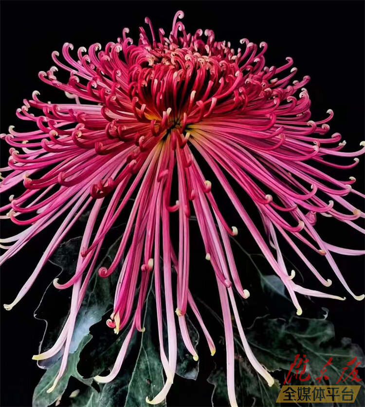 寒花已开尽菊蕊独盈枝的意思,寒花开已尽菊蕊独盈枝杜甫