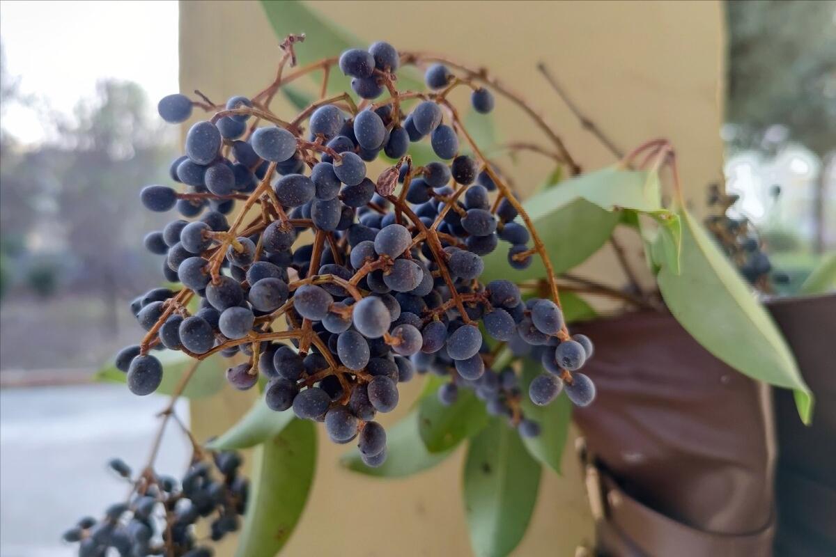 治肾阴虚引起的耳鸣偏方,肾阴虚耳鸣吃什么中药