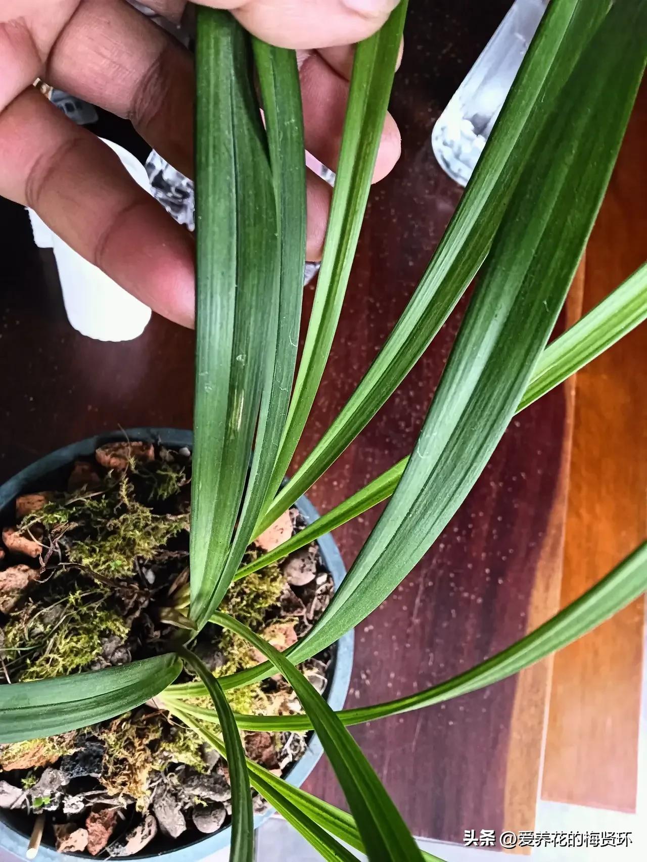 兰花拉丝病后期什么颜色图片,兰花拉丝病的症状和治疗方法