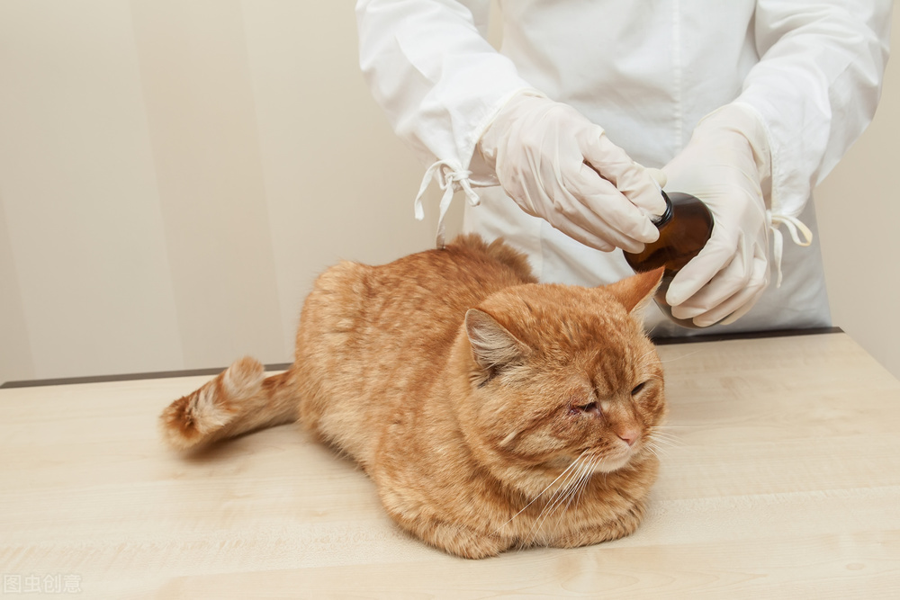 猫打架爪子出血受伤怎么办,猫打架出血了怎么处理