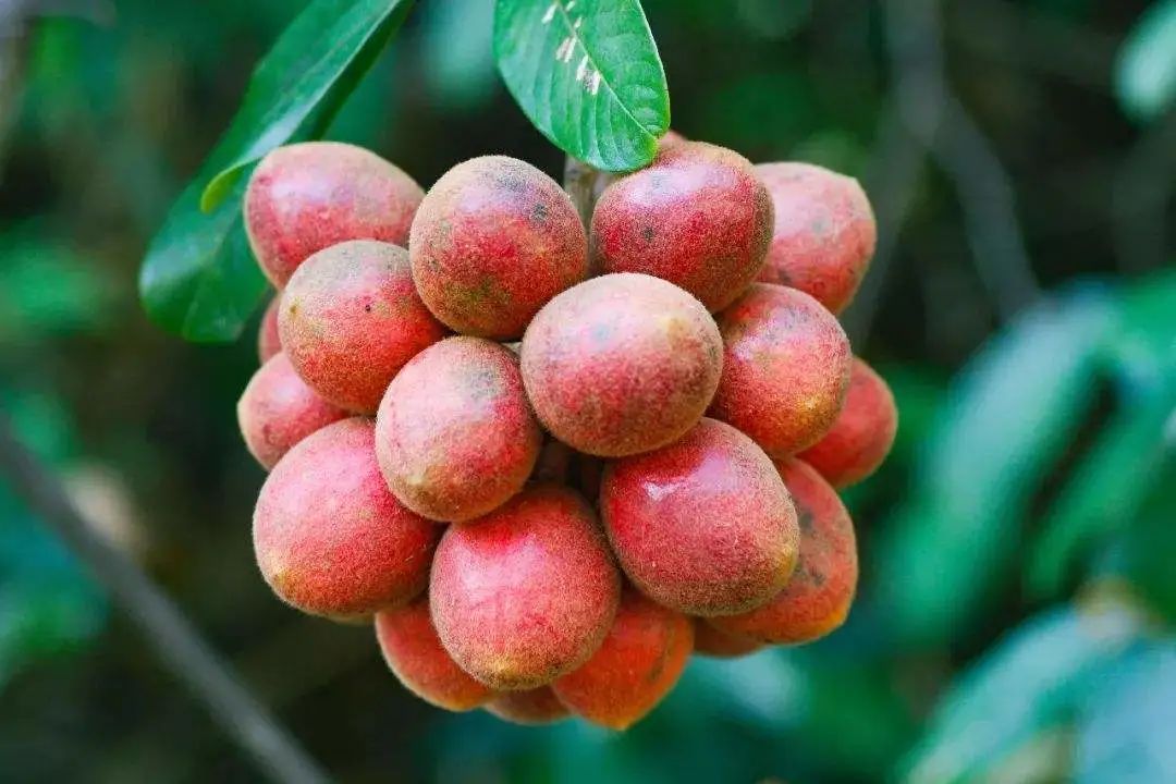 农村常见野生植物你都认识吗,农村常见植物野果