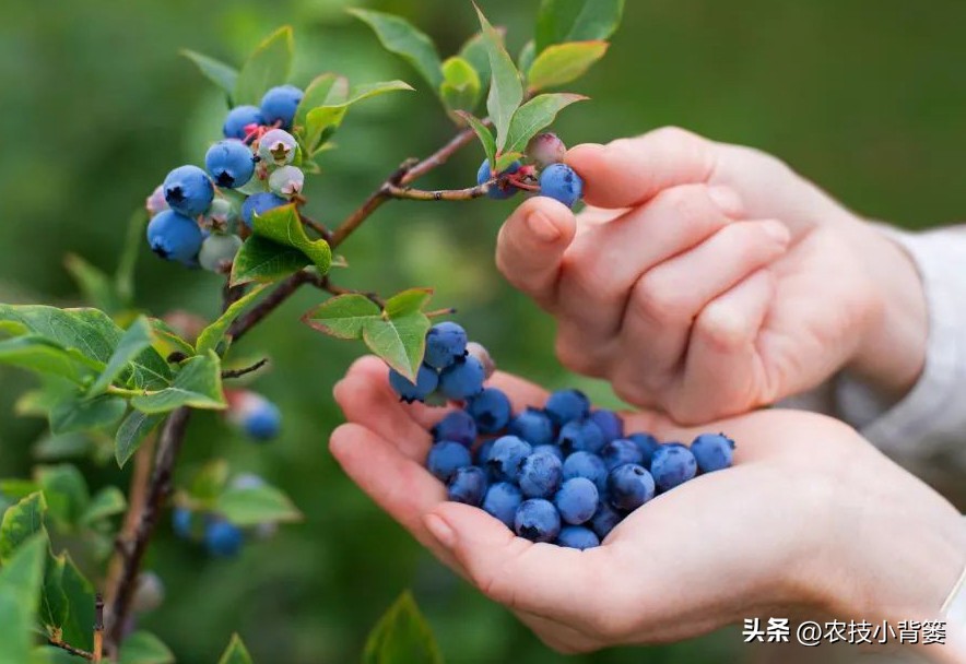 蓝莓大棚无土栽培技术,蓝莓基质栽培水肥一体
