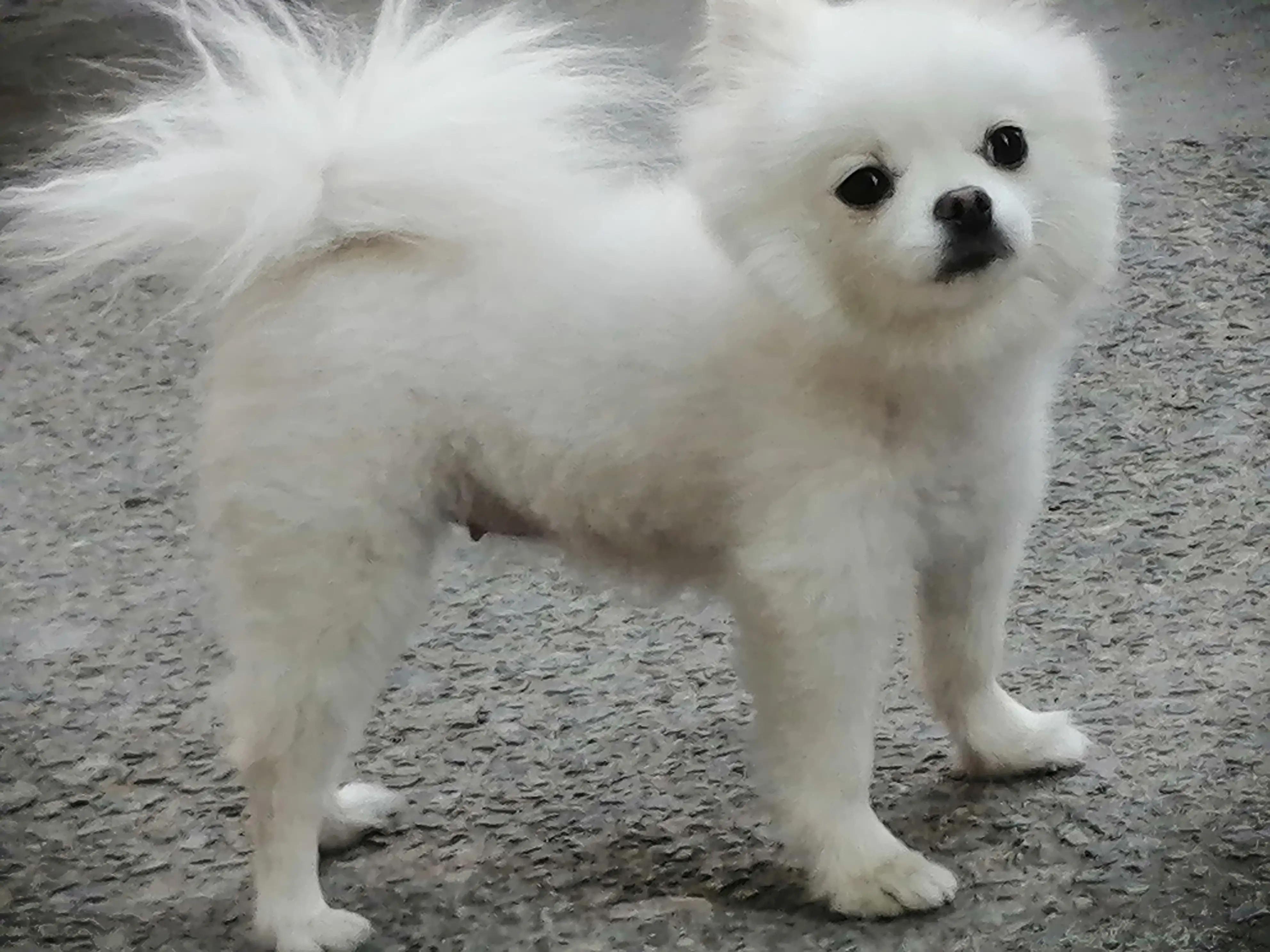 姣涜眴灏忕嫍,璋冪毊灏忕嫍姣涜眴