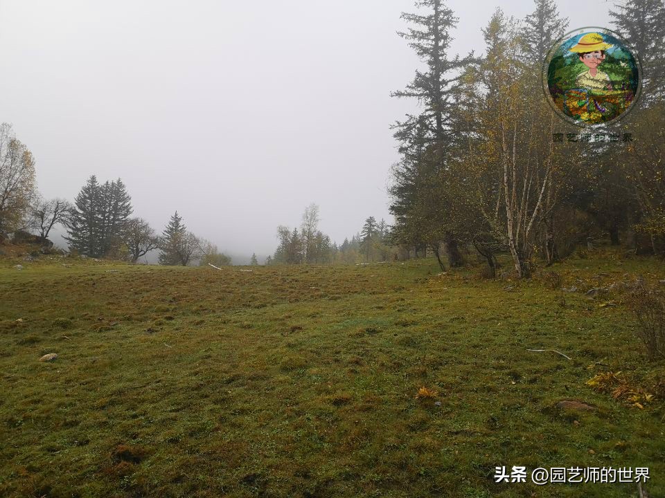 疏林草地的作用,疏林草地效果图