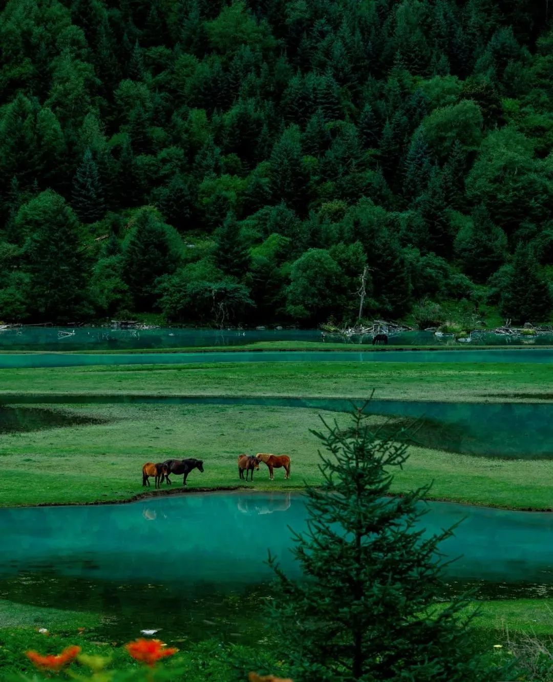 火出了圈,甘孜文旅局长化身侠客火出圈