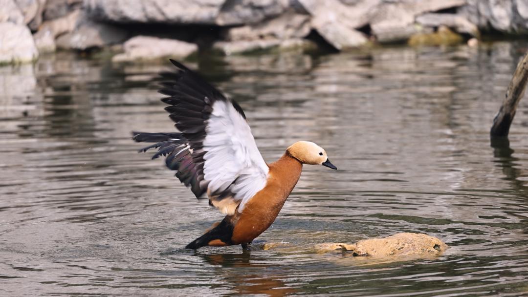 走进动物园首先看到什么,走进动物园亲近大自然