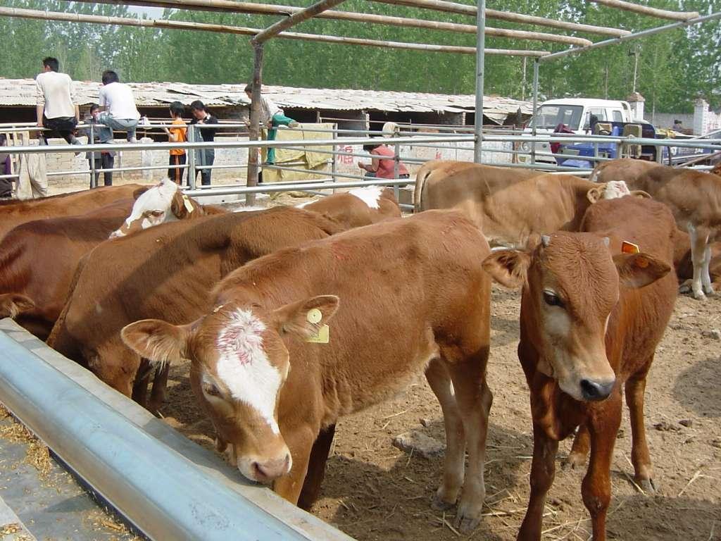 养牛技术与牛中毒的防治,牛喂尿素的方法和注意事项