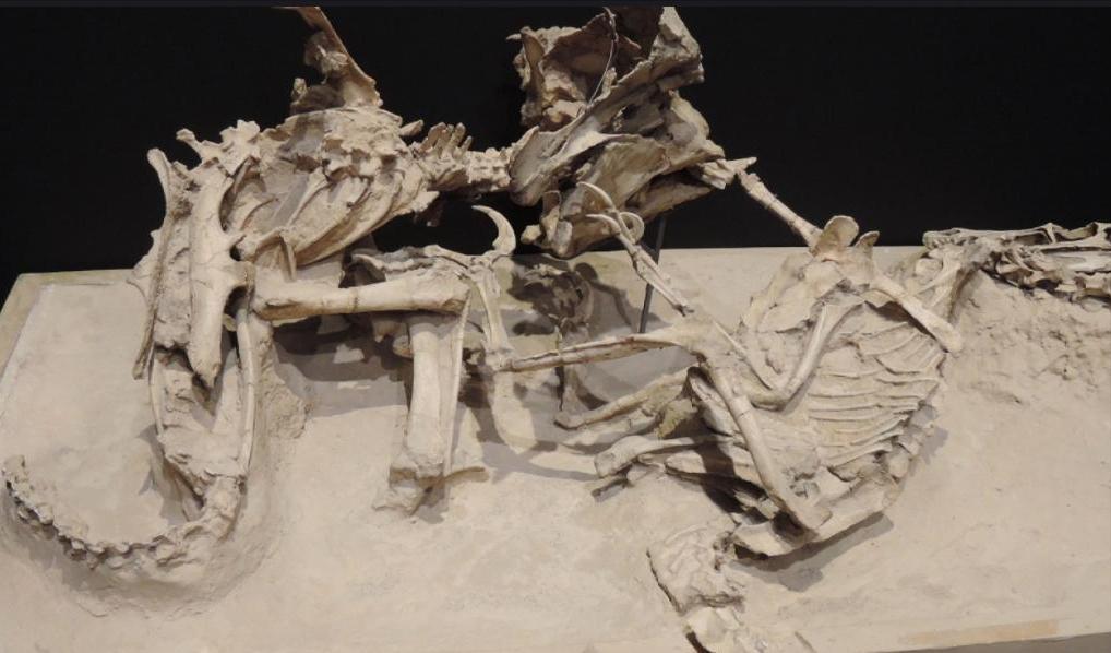 奇特的化石向我们展示着什么