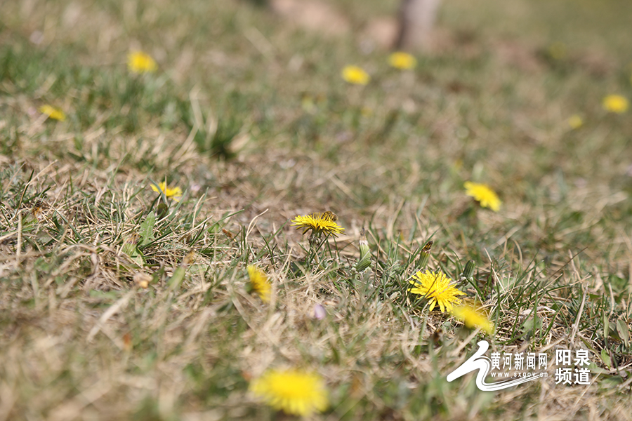 网络中国节文明祭扫绿色清明,清明祭扫网络