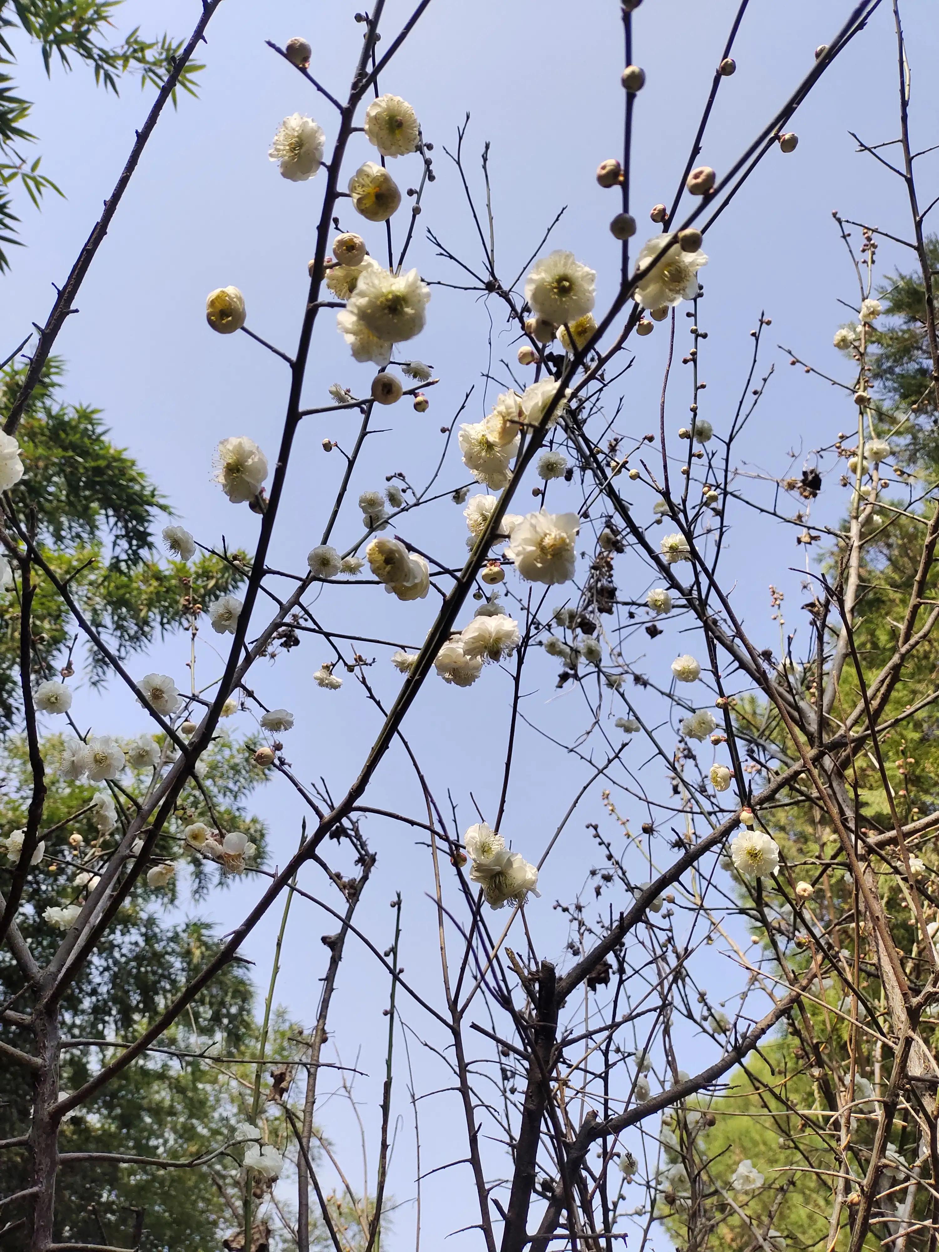 素菜中的荤,素中之荤食物有哪些