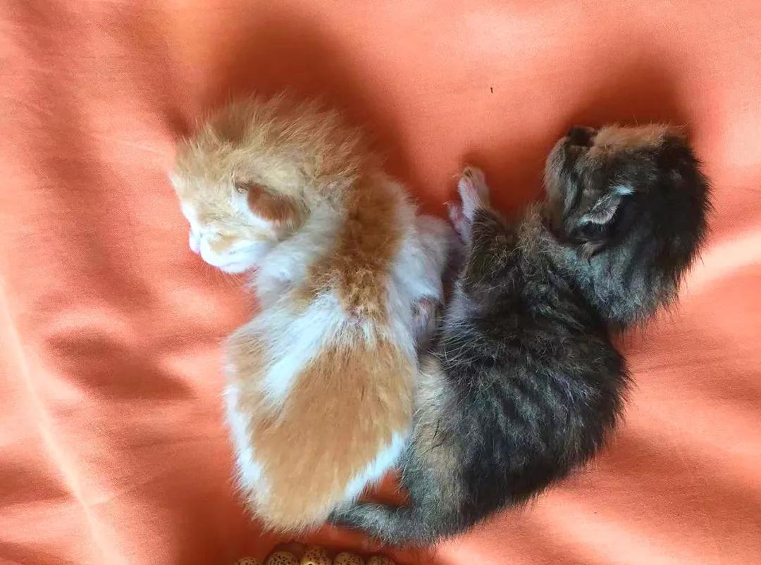 没有写完的黄猫胖太阳的故事