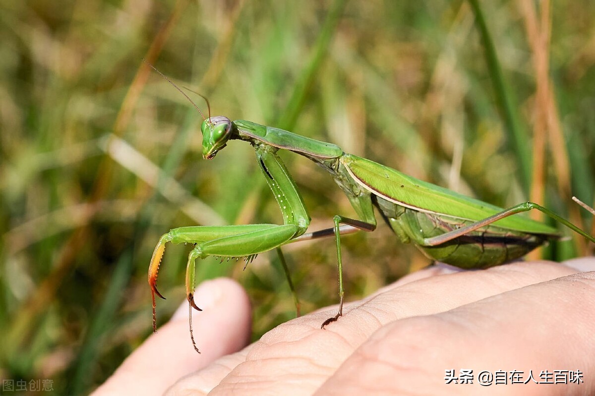 农村常见的虫子各叫什么名字,农村房子里面常见的虫子有哪些