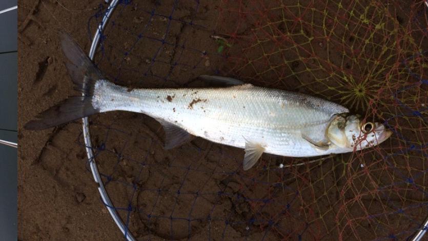 不用称钩重跟饵重的调漂方法,调二钓二中如何考虑钩重和饵重