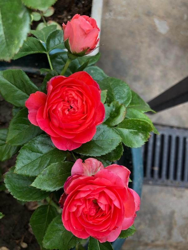 每个人心中都有一个美丽的花园,每个人心中都有一座属于我的花园