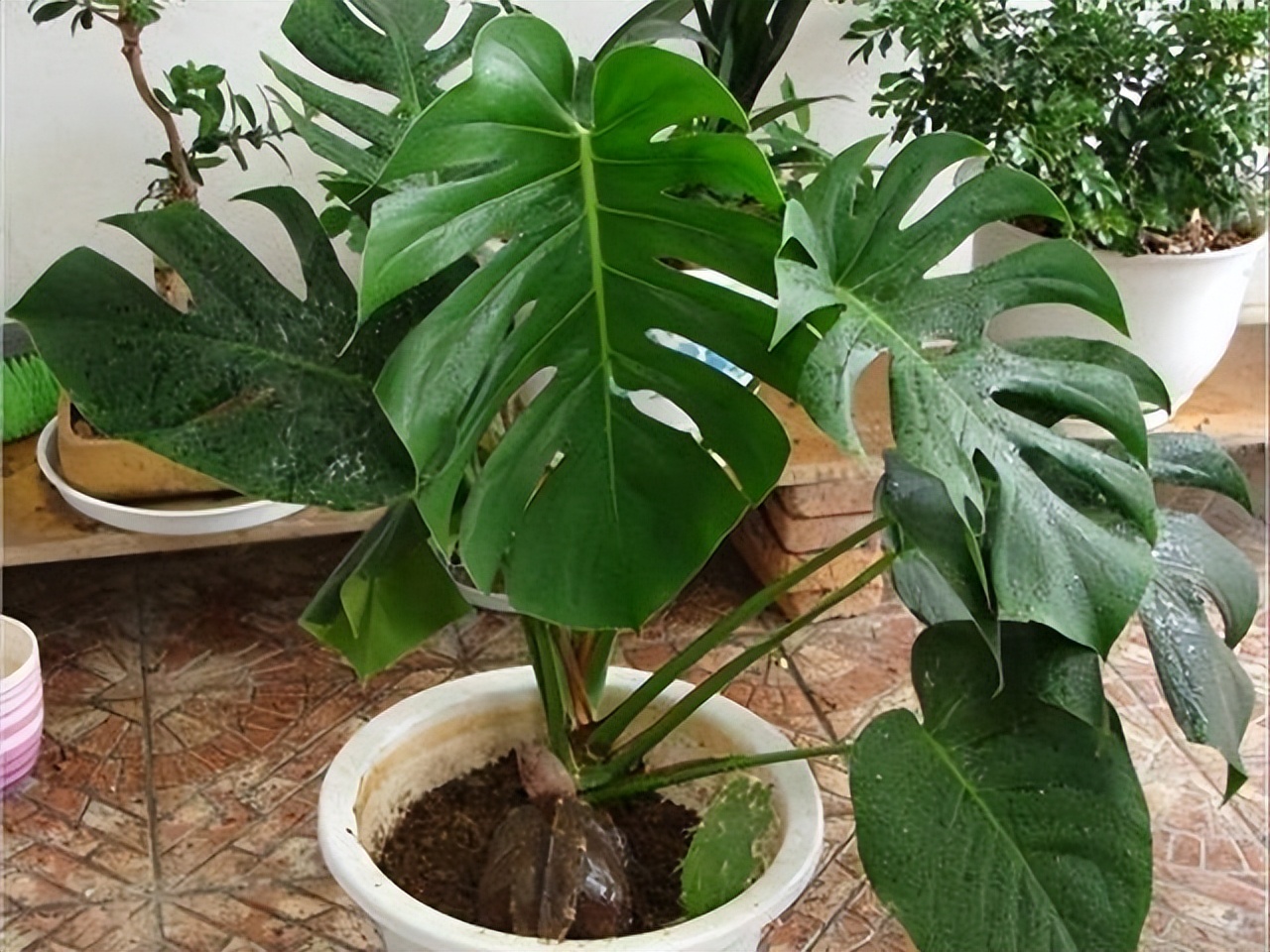 比绿萝长得快的花卉,此花香气扑鼻比绿萝好养