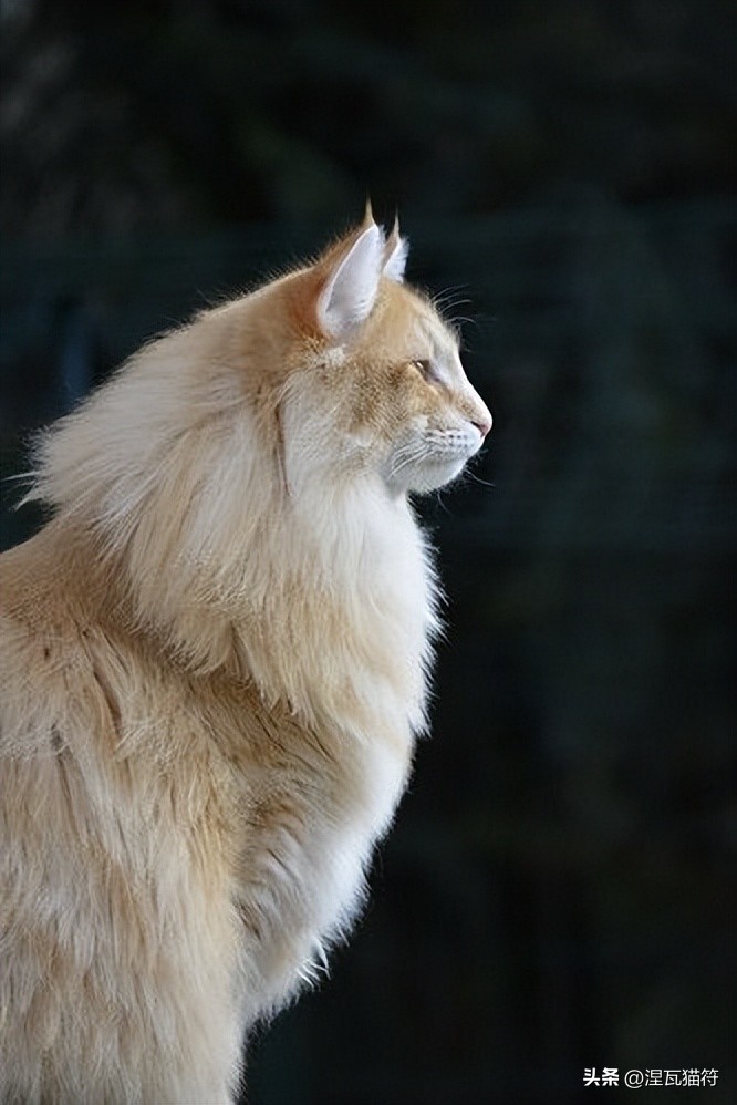 挪威森林猫纯白,挪威森林猫优雅吗值得买吗