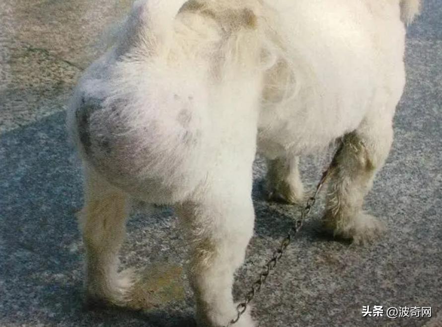 流浪狗吓人视频大全集,母狗没绝育得乳腺肿瘤吗