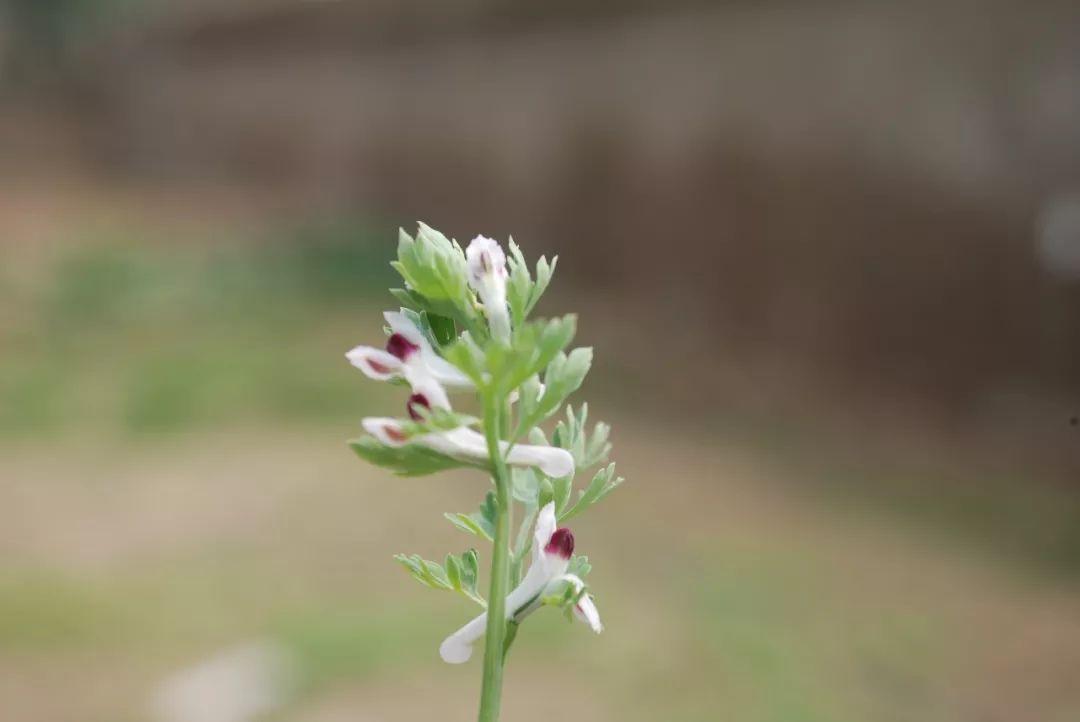 150种常见药用植物大全,150余种常见药用植物花期组图