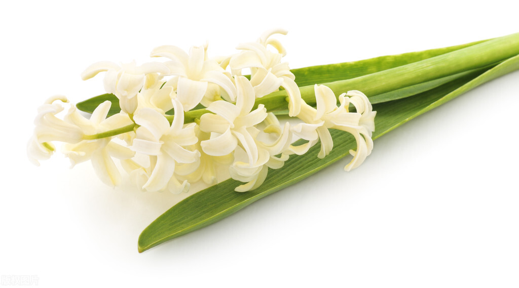 适合暗恋表白送的花,象征暗恋的花有哪些