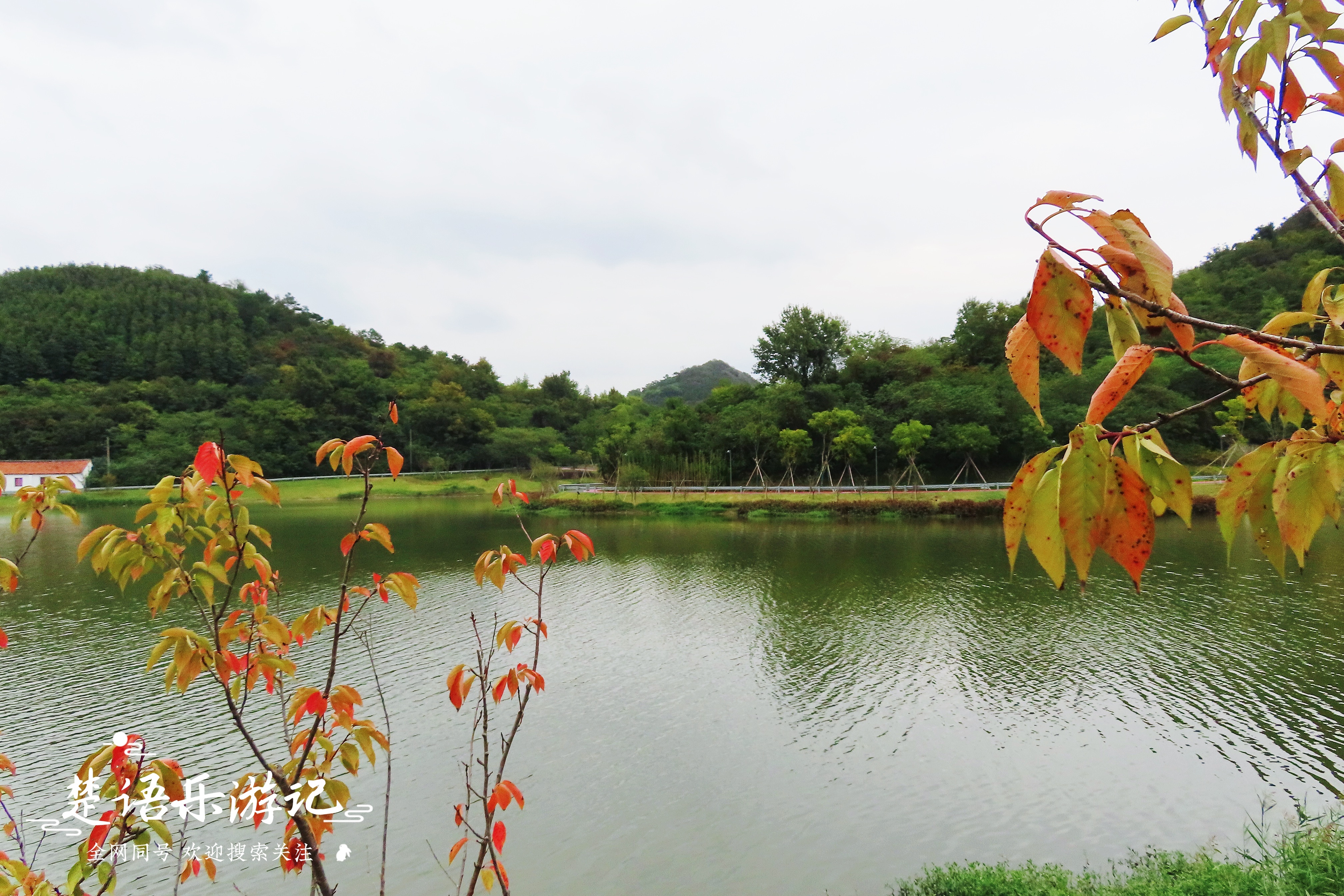 宁波附近粉黛花海,粉黛花海宁波