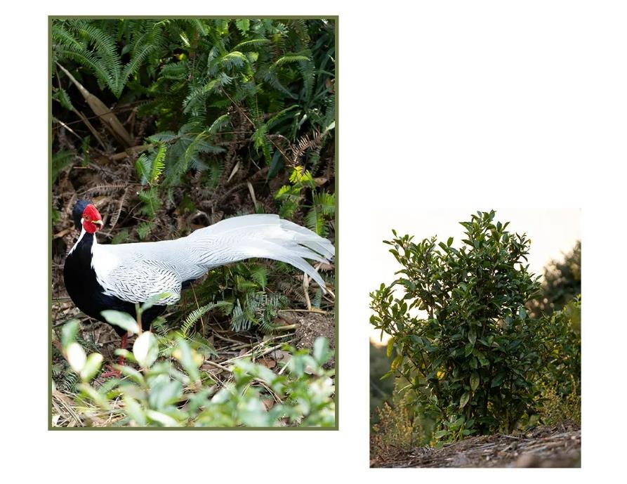 体验茶的独特韵味,探寻茶的乐趣视频