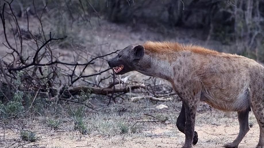 狮子都怕的鬣狗！靠掏肛术称霸非洲，实属无奈之举？