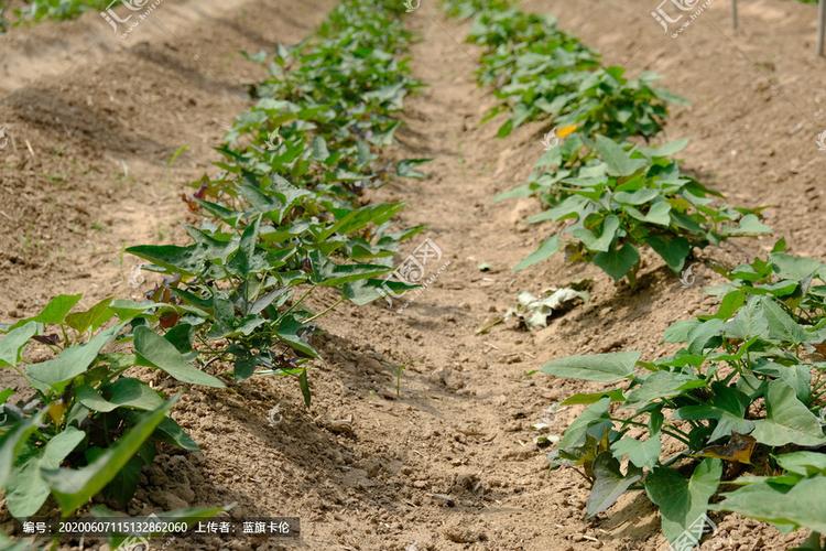 家里红薯怎么防止发芽,红薯育苗不发芽怎么处理