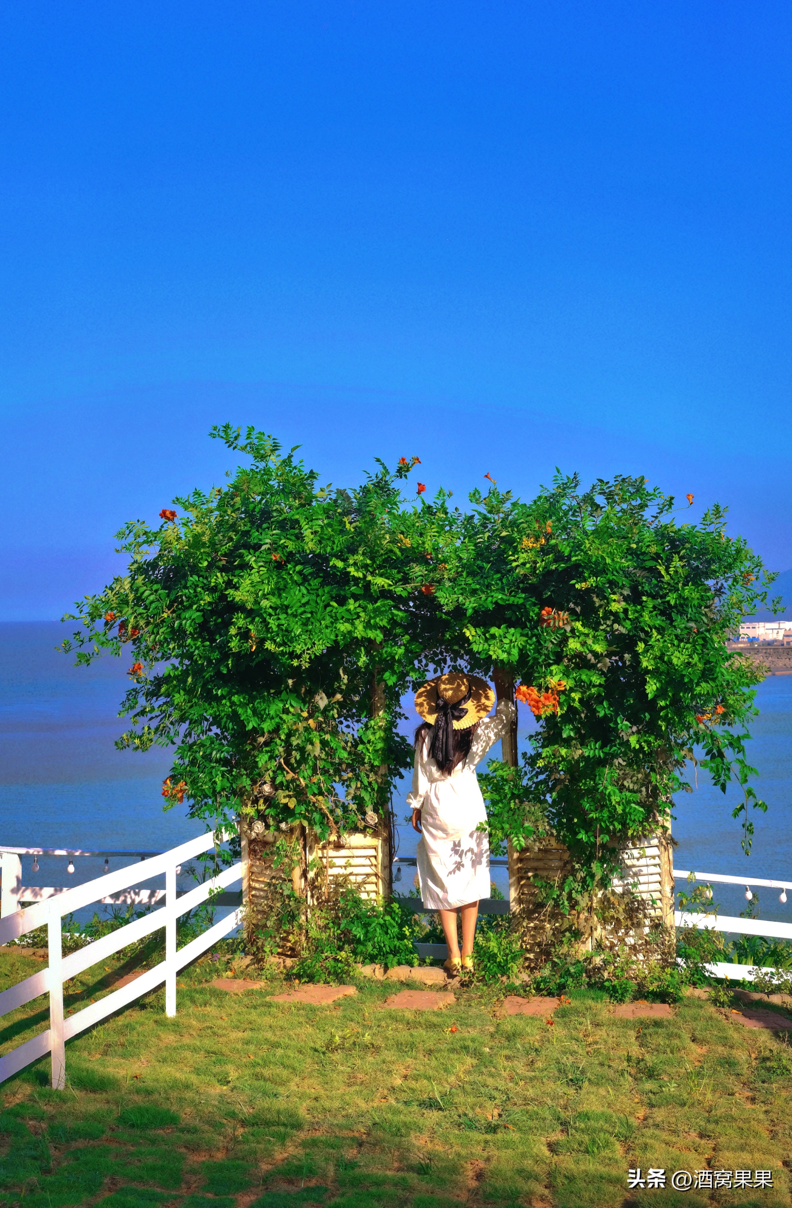 福鼎两天一夜旅游攻略,福鼎茶漫步茶园体验采茶之旅